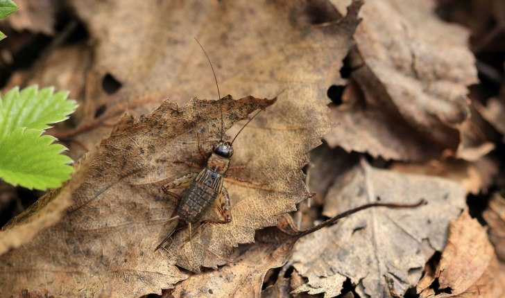 grillon des bois balade randonnee pres de chez vous