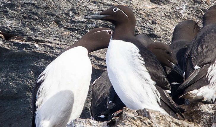 Guillemot de Troïl Balade Randonnée près de chez vous