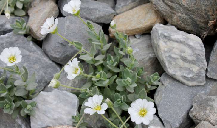 Cerastium latifolium (L., 1753)