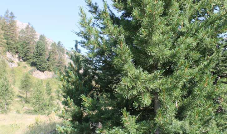Pinus cembra (L., 1753)