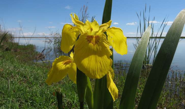 Iris pseudacorus (L., 1753)