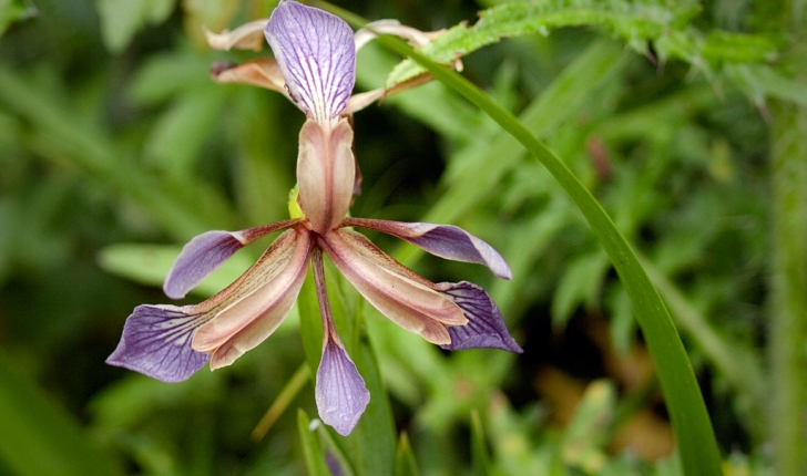 Iris foetidissima L., 1753