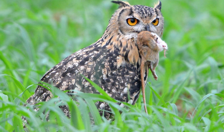 Première Année : Cours 1 : Les chouettes et hiboux Koshy_koshy