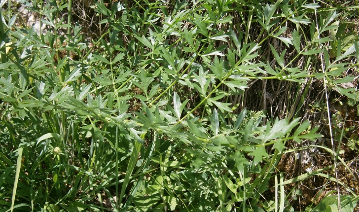 Laserpitium gallicum
