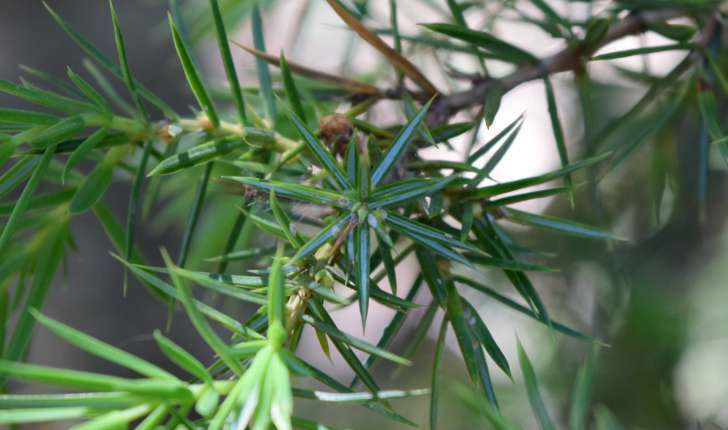 Juniperus communis (L., 1753)