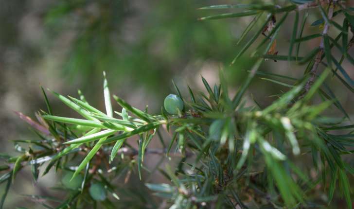 Juniperus communis (L., 1753)