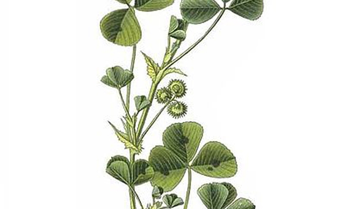 Medicago maculata