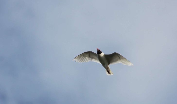 Mouette Melanocephale Balade Randonnee Pres De Chez Vous