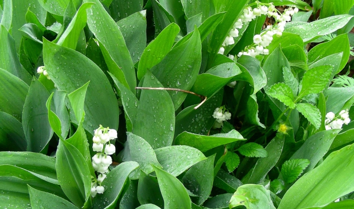 Muguet Sauvage Ou En Trouver Muguet Sauvage Balade Randonnee Pres De Chez Vous