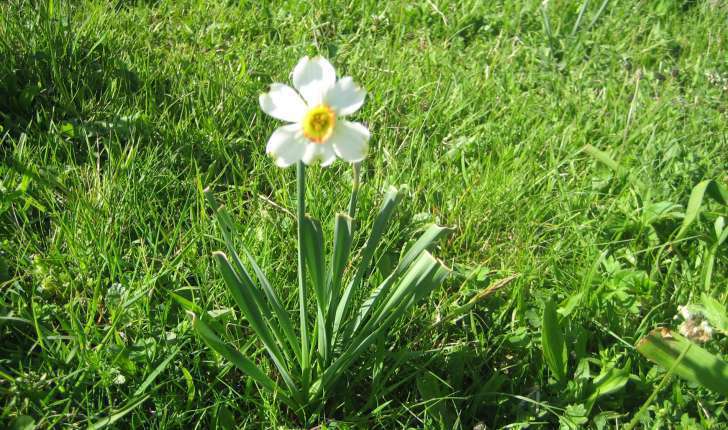 Narcissus poeticus subsp. radiiflorus (Salisb.) Baker