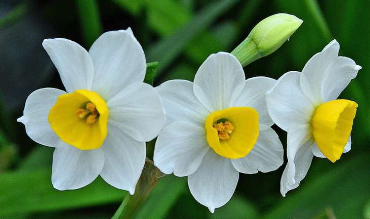 Narcissus tazetta (L.,1753)