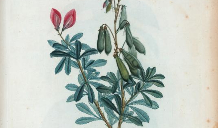 Ononis fruticosa