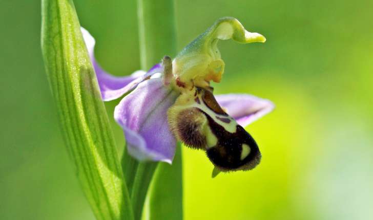 Ophrys apifera (Huds., 1762)