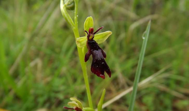 Ophrys sp.