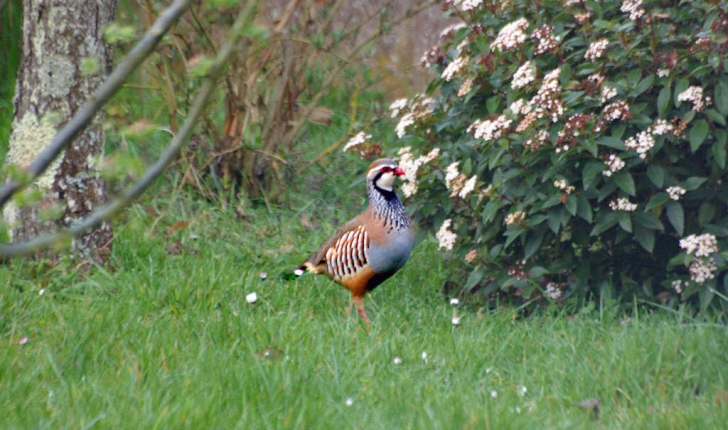 Perdrix rouge Balade Randonnée près de chez vous