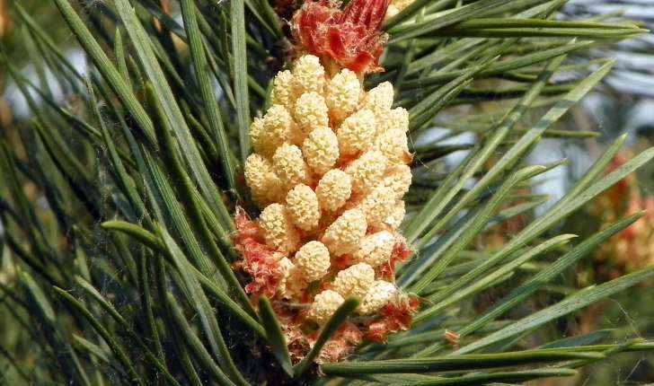 Pinus sylvestris (L., 1753)