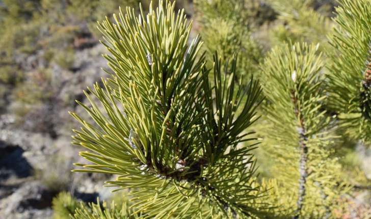 Pinus nigra (J.F.Arnold, 1785)