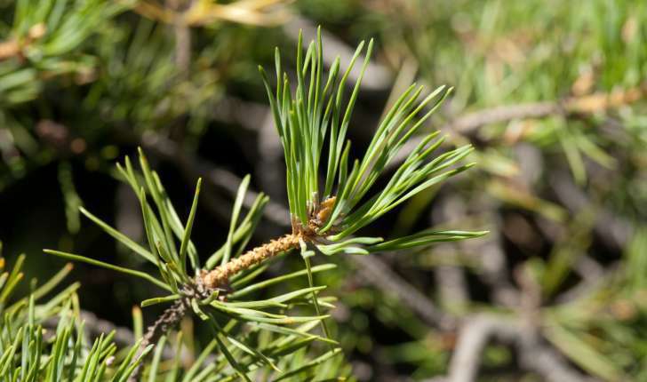 Pinus uncinata (Domin, 1936)