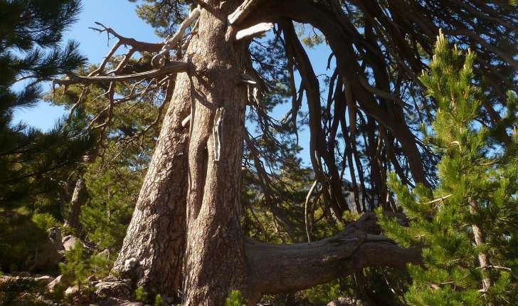 Pinus nigra subsp. laricio (Maire,1928)