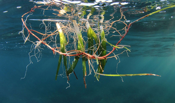 Posidonie Balade Randonnee Pres De Chez Vous