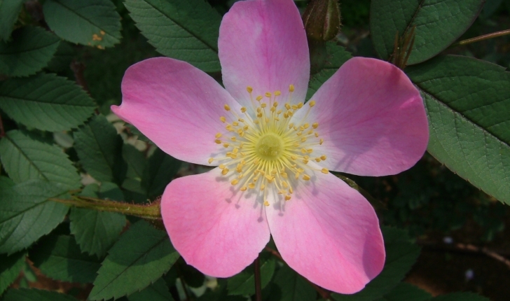 Rosa ferruginea