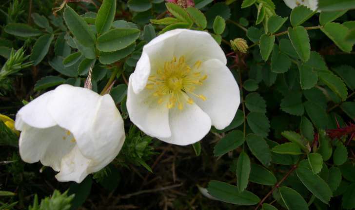 Rosa pimpinellifolia (L., 1753)