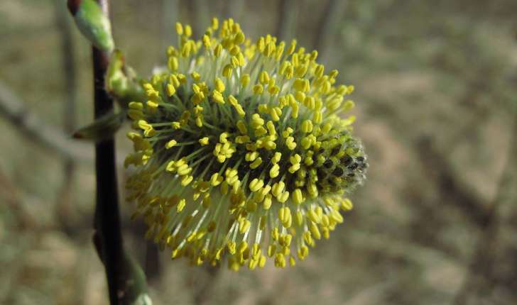 Salix caprea (L., 1753)