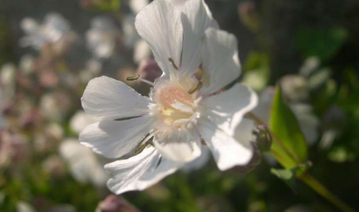 silene uniflora subsp. uniflora (Roth.)