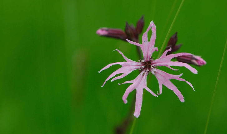 Silene Fleur De Coucou Balade Randonnee Pres De Chez Vous