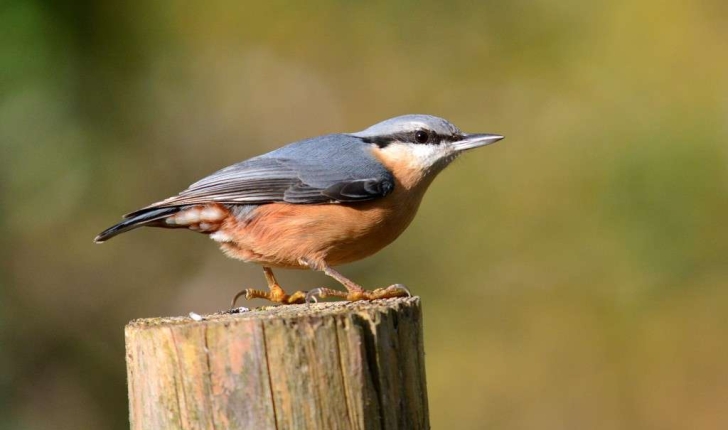 Sittelle Torchepot Balade Randonnee Pres De Chez Vous ecobalade