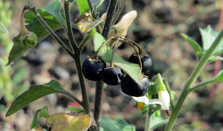 Solanum nigrum L., 1753