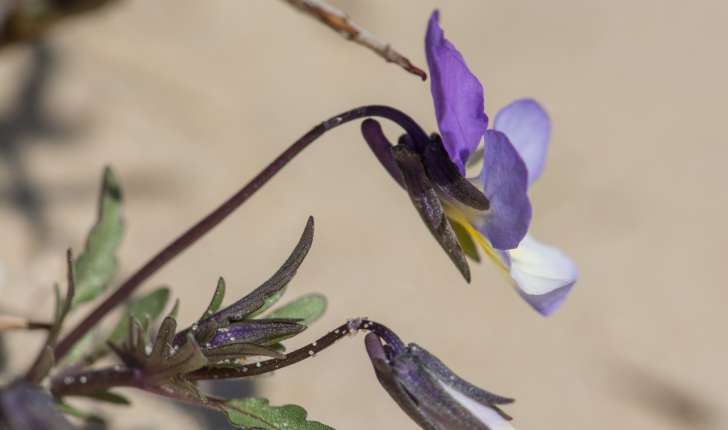Viola saxatilis subsp. curtisii (E.Forst.)