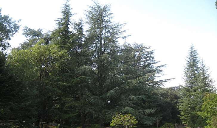 Forêt de Cèdre (Crédits: Parc d'Aoubré)