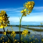 Le jaune des marais ( crédits totogiviste)