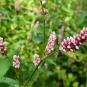 Renouée persicaire-Persicaria maculosa (crédit: Floratrek)