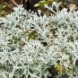 lichen cladina mitis crédit: CTSPM