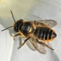 Megachile du rosier. Crédits : Saint-Pierre-et-Miquelon