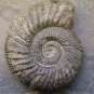 Ammonite (Crédits : Gorissen.M - Flickr)