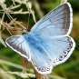 Argus bleu nacré - mâle (Crédits: gailhampshire - Flickr)