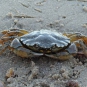 Crabe-vert-crédit-D-HAzerli