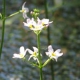 Hottonie-des-marais-crédit-peganum