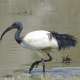 Ibis-sacre---Credit-Flickr-孫鋒-林