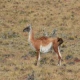 Lama-crédit-André-Barreto-web