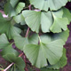 Ginkgo biloba, feuilles. Crédit : Plant Image Library - Flickr