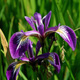 Iris fétide. Crédit : Chrispd1975 - Flickr