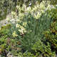 Oxytropis des Alpes (Crédits: brewbooks - Flickr)