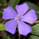 vinca_minor---crédit-CDA