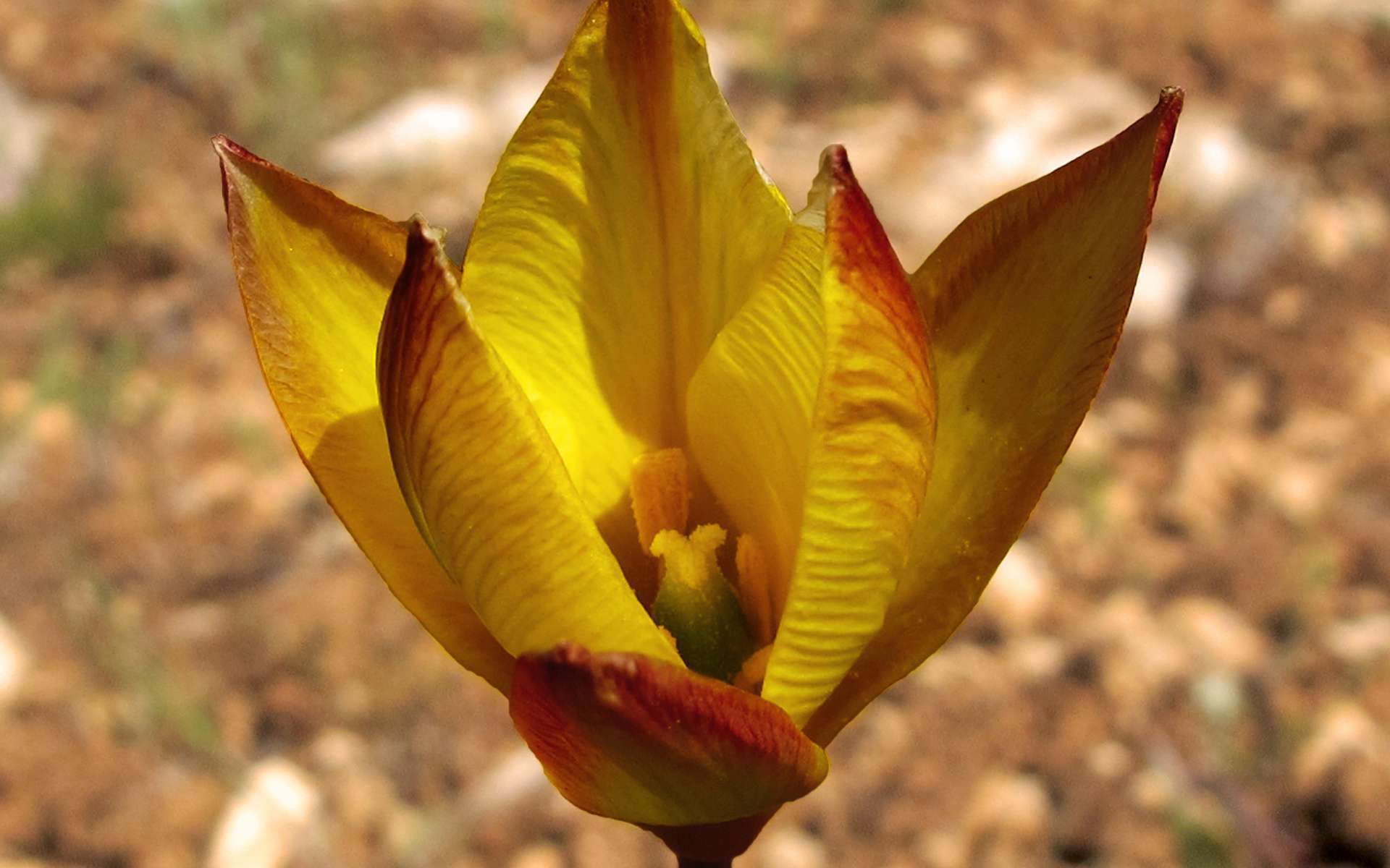 Tulipe australe - fleurs (Crédits : Jacinta Lluch Valero) Tulipe australe - fleurs (Crédits : Jacinta Lluch Valero)