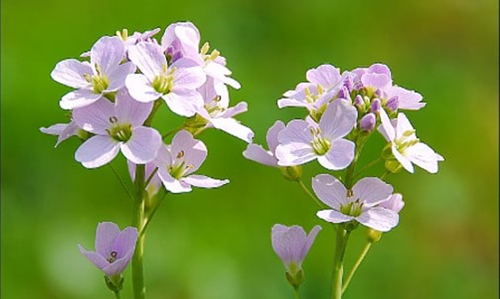Cardamine des près (Crédits : CTSPM) Cardamine des près (Crédits : CTSPM)