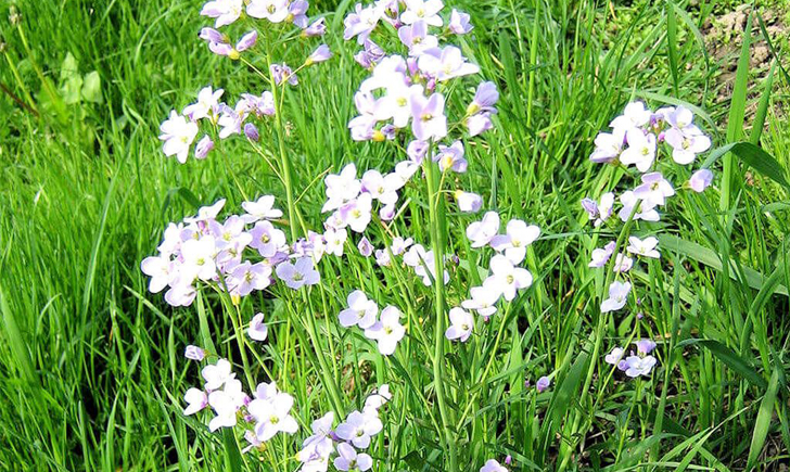 Cardamine des près (Crédits : CTSPM) Cardamine des près (Crédits : CTSPM)